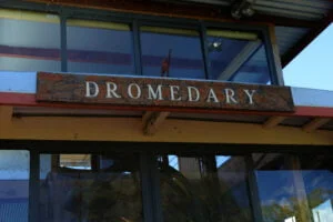 The Dromedary